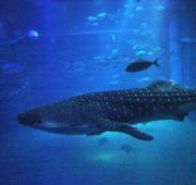 Tiburón ballena en el acuario de Osaka