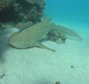 Tiburón cebra (Stegostoma fasciatum) en Ningaloo Reef