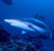 Tiburón de arrecife gris (Carcharhinus Amblyrhynchos)