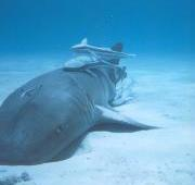 Tiburón nodriza (Gingly Mostimoma cirratum) con remoras Remora, Las Bahamas