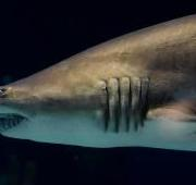Tiburón nodriza gris en el zoológico de Minnesota