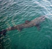 Tiburón peregrino (Cetorhinus maximus) de la Isla de Coll, Escocia