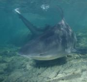 Tiburón toro (Carcharhinus leucas)