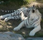 Tigre blanco, Busch Gardens Africa, Tampa, Florida