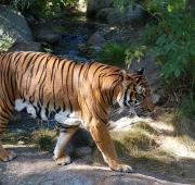 Tigre de Indochina (Panthera Tigris Corbetti)
