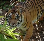 Tigre de Sumatra (Panthera Tigris Sumatrae)