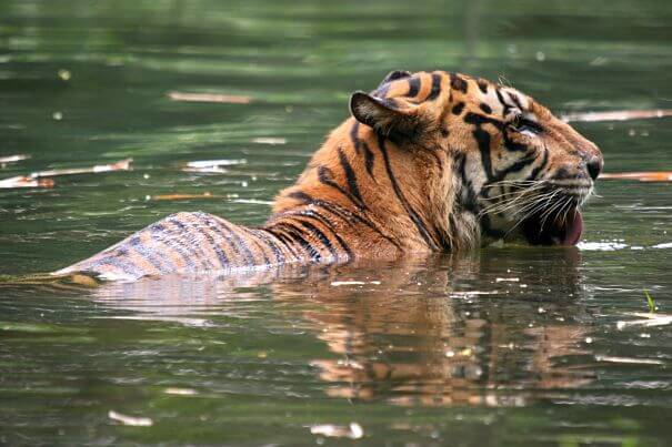 Tigre de Sumatra yendo a nadar