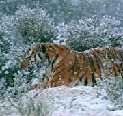 Tigre del sur de China (Panthera Tigris Amoyensis)