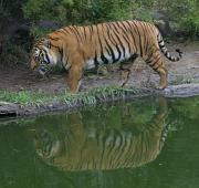 Tigre Indochino en el zoológico de Houston