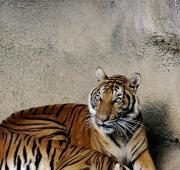 Tigres Indochinos (Panthera tigris corbetti), Zoológico y Jardín Botánico de Cincinnati