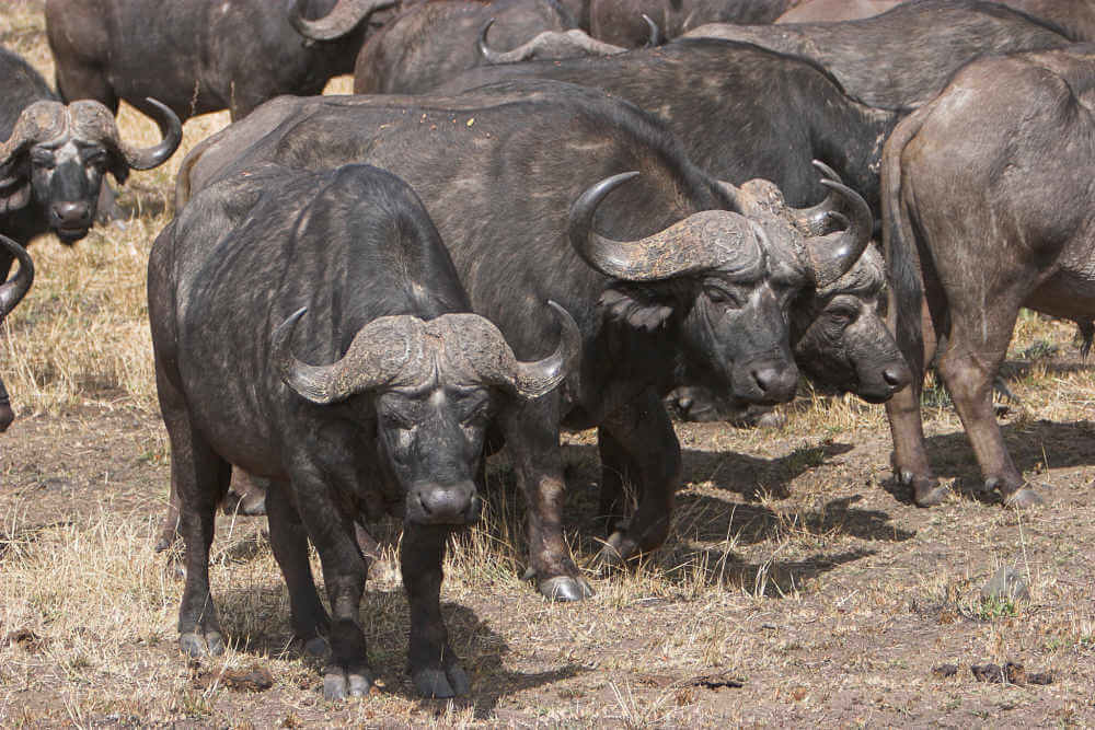 toro grande búfalos africanos