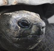 Tortuga gigante Aldabra en Hagenbecks Tierpark.