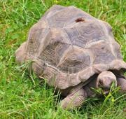 Tortuga gigante Aldabra en Woburn Safari Park, Reino Unido.