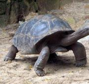 Tortuga gigante de Aldabra en los Jardines Botánicos del Mont Fleuri, Seychelles.