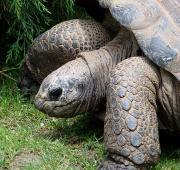 Tortuga gigante del Aldabra (Dipsochelys elephantina), ZooParc de Beauval, Loir-et-Cher (Francia)