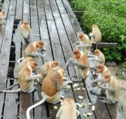 Tropa Mono Probóscide en la Bahía de Labuk, Sabah