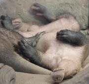 Un Aardvark durmiendo.