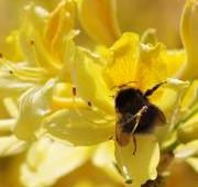 Un abejorro disfrutando de una flor en Wellington Park, Somerset.