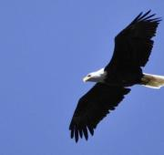 Un águila volando, mostrando toda su envergadura.