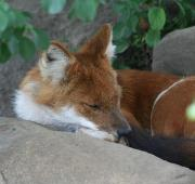 Un agujero durmiendo en el zoológico de Toronto