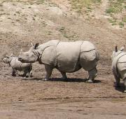 Un bebé, una hembra adulta y una hembra inmadura (de izquierda a derecha) Rinoceronte indio
