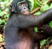Un Bonobo (Pan paniscus)