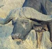 Un búfalo africano (Syncerus caffer) en el Parque Nacional de Kruger en Sudáfrica.