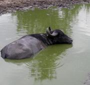 Un búfalo de agua asiático