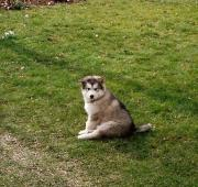 Un cachorro de Alaska Malamute