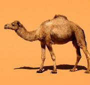 Un camello dromedario doméstico (Camelus dromedarius), en el sureste de Marruecos.