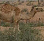 Un camello en Dubai, Emiratos Árabes Unidos