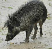 Un cerdo de la garantía en el zoológico de Colchester