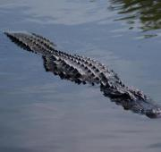 Un cocodrilo en el agua.