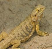 Un dragón barbudo en el zoológico de Indianápolis