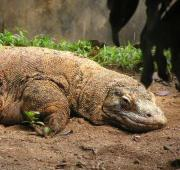 Un dragón Komodo dormido en un zoológico indonesio.