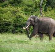 Un elefante indio corriendo.