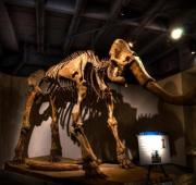 Un esqueleto de Woolly Mammoth.