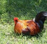 Un gallo relajándose en un césped soleado, Ohio
