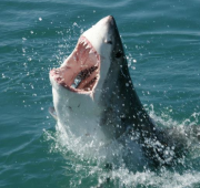 Un gran tiburón blanco mostrando sus dientes.