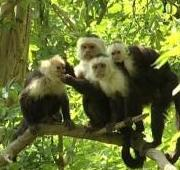 Un grupo de Capuchinos de Rostro Blanco