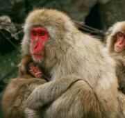 Un grupo de macacos japoneses en Jigokudani Monkey Park, Japón.