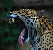 Un Jaguar bosteza en el zoológico de Toronto