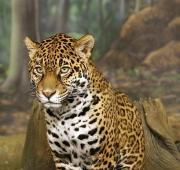 Un Jaguar (Panthera onca) en los Jardines Zoológicos del Condado de Milwaukee en Milwaukee