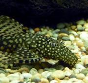 Un joven macho Bristlenose Catfish