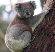 Un Koala trepando un árbol,