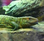 Un lagarto caimán en el acuario Shedd de Chicago