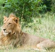 Un León en el Parque Nacional Kruger, Sudáfrica