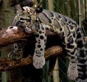 Un leopardo nublado tendido sobre una rama de árbol.