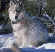 Un lobo de 130 libras observa a biólogos en el Parque Nacional de Yellowstone