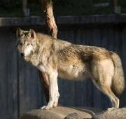 Un lobo del valle de Mackenzie (Canis lupus occidentalis) en el zoológico de Madrid